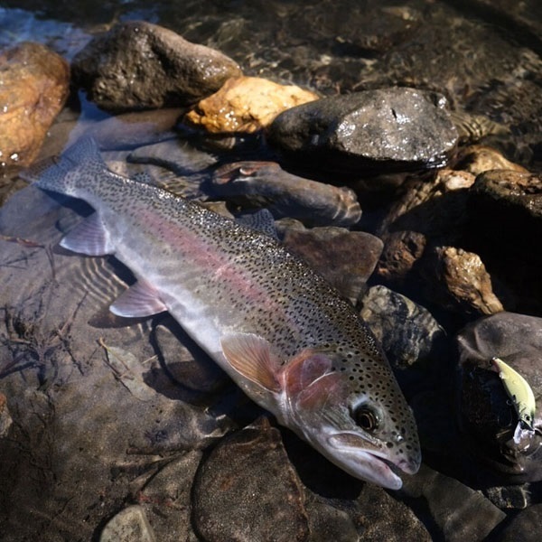 CARDIFF リフレイン 45XS BOTTOM Spec
